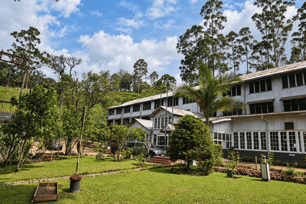 Tea processing at the Maskeliya factory