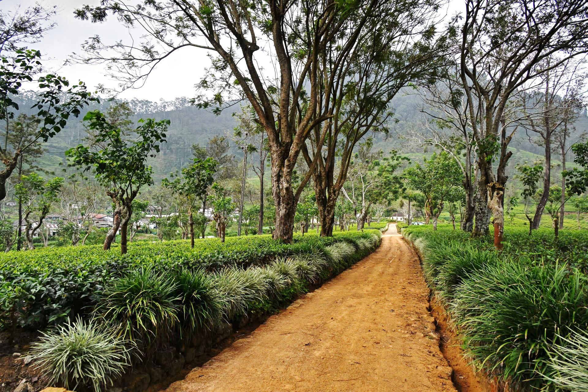 The Laxapana estate landscape