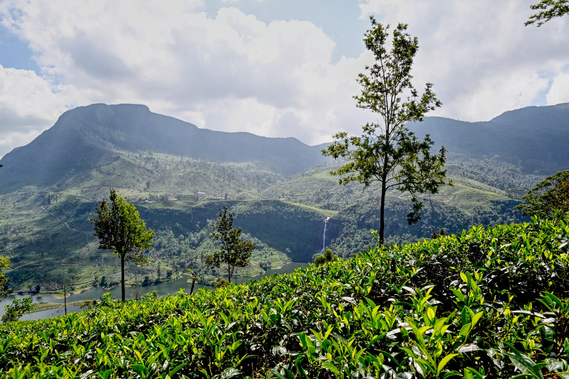 Moray — tea growing on the estate