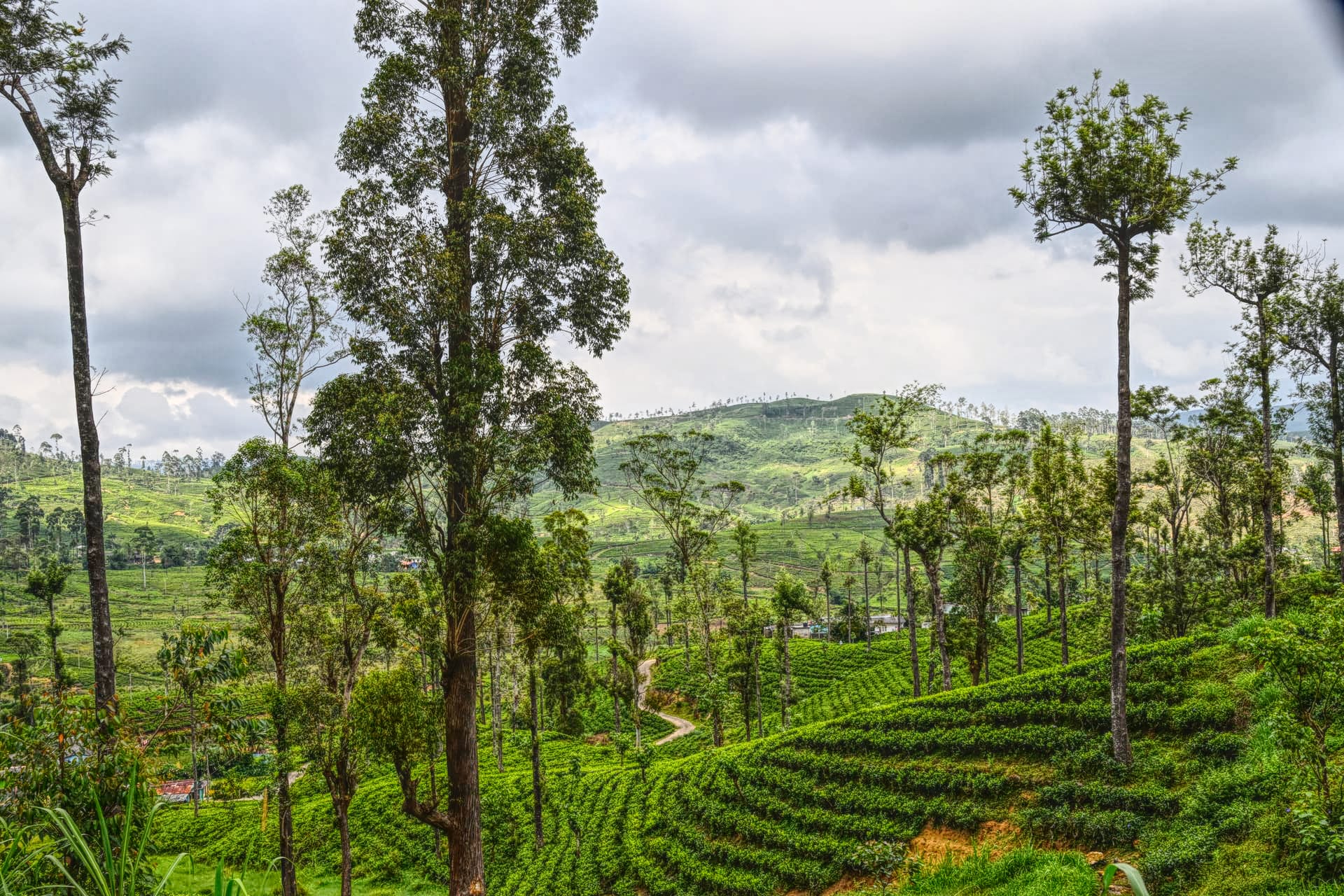 Strathspey — tea growing on the estate